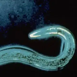 Nematoden gegen Dickmaulrüßler – Effektive Bekämpfung für 100 m²