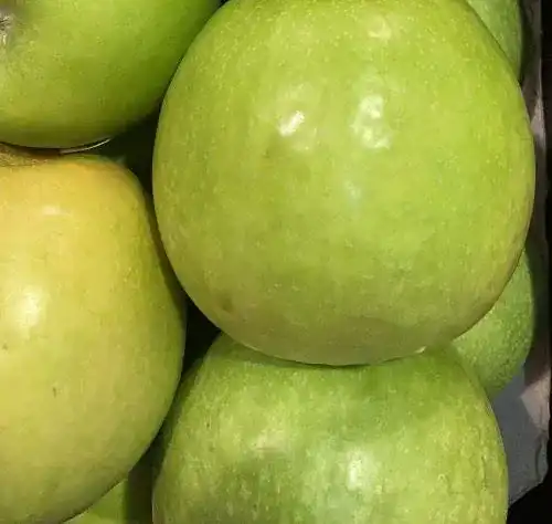 Klarapfel Pflanze im großen Topf kräftig gewachsen