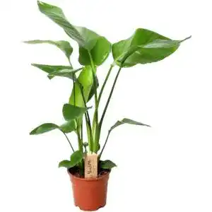 Strelitzie Pflanze Strelitzia Paradiesvogelblume 70 cm