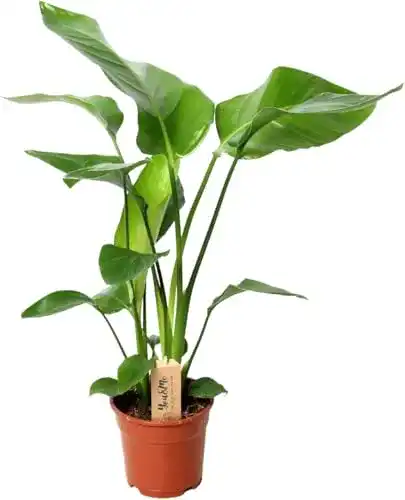 Strelitzie Pflanze Strelitzia Paradiesvogelblume 70 cm