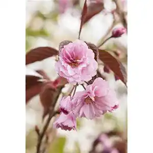 Japanische Nelkenkirsche ‚Royal Burgundy‘ – Zierkirsche von PlantaPro