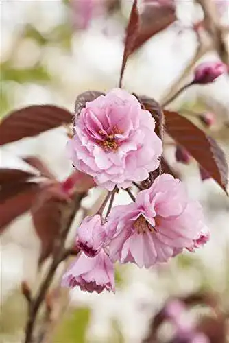 Japanische Nelkenkirsche ‚Royal Burgundy‘ – Zierkirsche von PlantaPro