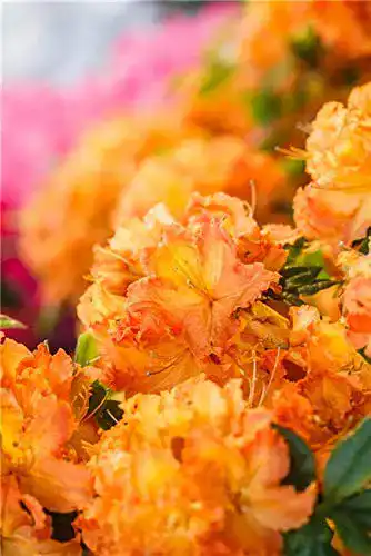 Rhododendron Plantapro Gibraltar 4060 cm Winterharte, mehrjährige Pflanze