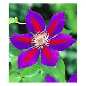 Clematis Pflanzen von Baldur Garten – Waldrebe ‚Etoile de Malicorne‘