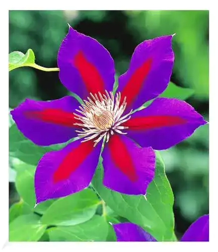 Clematis Pflanzen von Baldur Garten – Waldrebe ‚Etoile de Malicorne‘