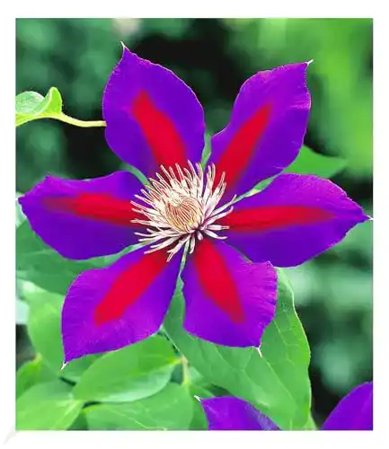 Clematis Pflanzen von Baldur Garten – Waldrebe ‚Etoile de Malicorne‘