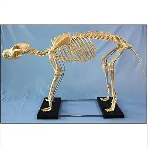 Hundeskelett Modell für Bildungszwecke Anatomisches Tier-Skelett