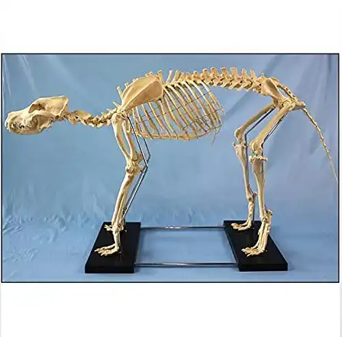 Hundeskelett Modell für Bildungszwecke Anatomisches Tier-Skelett