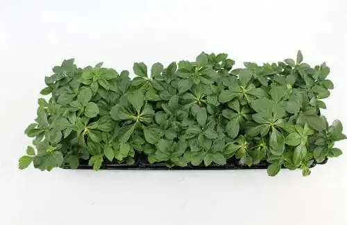 Dickmännchen PlantaPro Pachysandra terminalis – Immergrüner Bodendecker