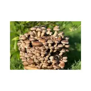 Pilzkultur Bio Shiitake Compact – Pilzzucht für Zuhause