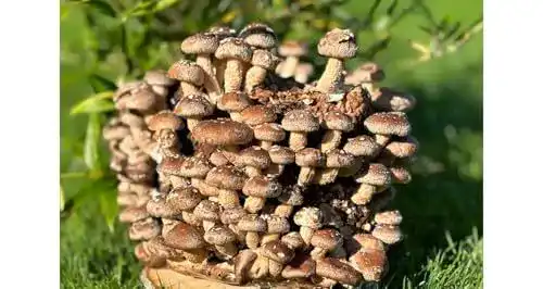 Pilzkultur Bio Shiitake Compact – Pilzzucht für Zuhause