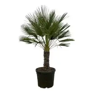 Zwergpalme Green Bubble Trendyplants – Chamaerops Humilis einstämmig