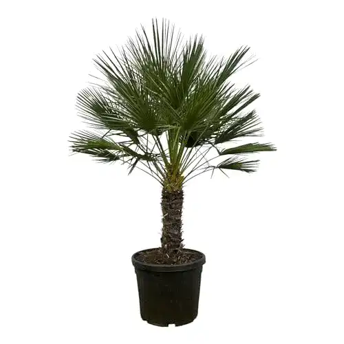 Zwergpalme Green Bubble Trendyplants – Chamaerops Humilis einstämmig