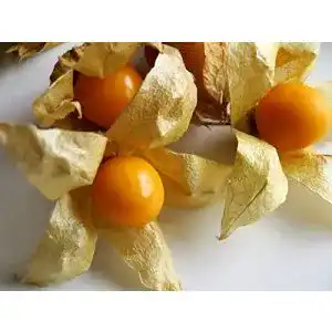 Physalis-Samen Ananasbeere, Physalis pruinosa 250 Stück