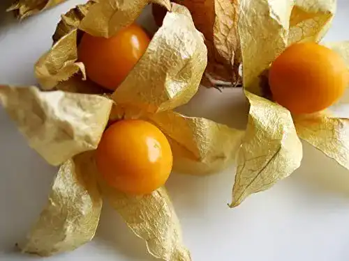 Physalis-Samen Ananasbeere, Physalis pruinosa 250 Stück