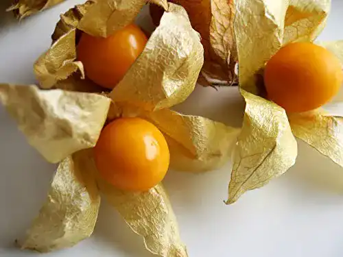 Physalis-Samen Ananasbeere, Physalis pruinosa 250 Stück