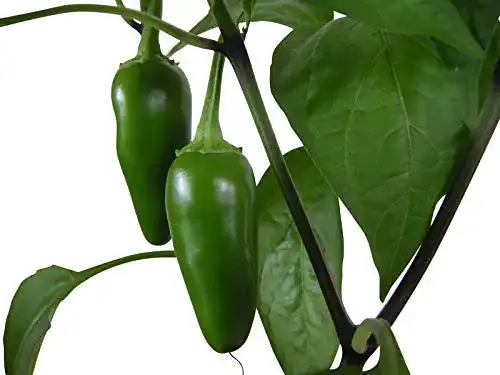 Jalapeno Samen von Samenchilishop – Jalapeno Early, 20+ Samen