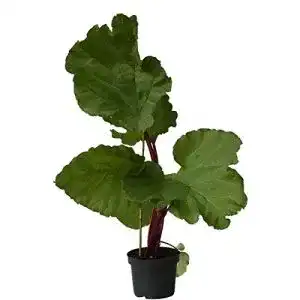 Rhabarberpflanze Fultons Strawberry Surprise im 3,5 Liter Topf