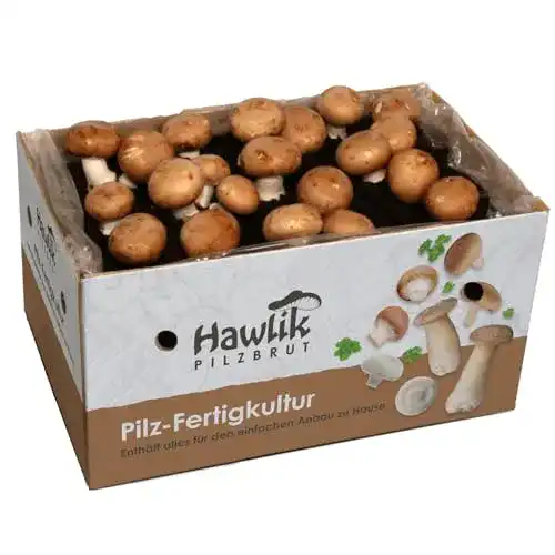 Pilzkultur Hawlik Pilzbrut für kleine Steinchampignons