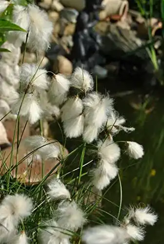 Wasserpflanze Eriophorum angustifolium P 0,5