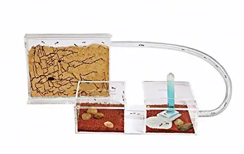 Ameisenfarm AntHouse Mini Set aus Sand mit Futterbox und Gratis Ameisen