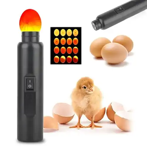 Schierlampe ZJchao zur Eikontrolle und Inkubation