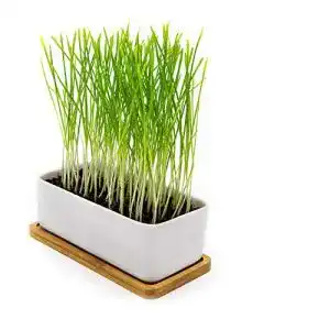 Katzengras Pfotenolymp Premium Set aus Keramik mit Zubehör