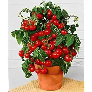 Bonsai-Samen Prademir Cocktailtomaten Samen für die Essbare Bonsai-Zucht