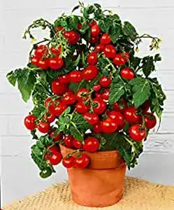 Bonsai-Samen Prademir Cocktailtomaten Samen für die Essbare Bonsai-Zucht