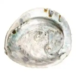 Abalone Muschel NaDeco Abalone Schnecke 14-17 cm