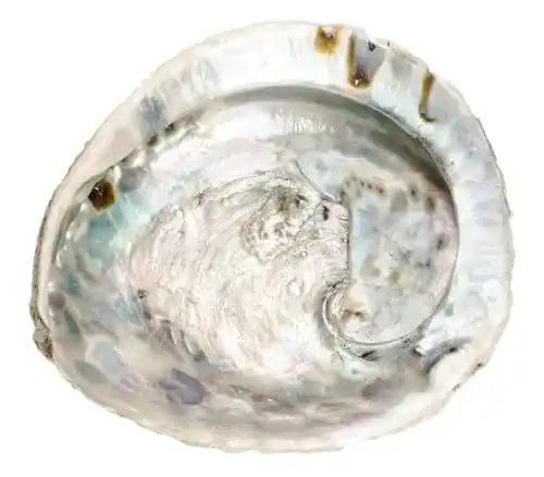 Abalone Muschel NaDeco Abalone Schnecke 14-17 cm