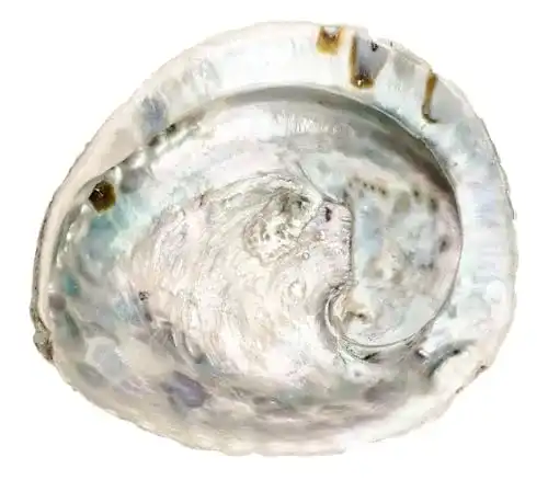 Abalone Muschel NaDeco Abalone Schnecke 14-17 cm