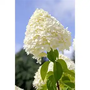 Rispenhortensie PlantaPro Limelight S – Kompakte Hydrangea paniculata