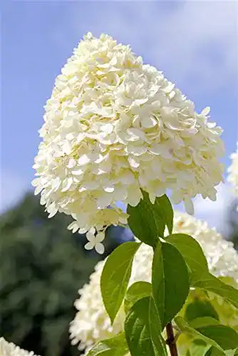 Rispenhortensie PlantaPro Limelight S – Kompakte Hydrangea paniculata