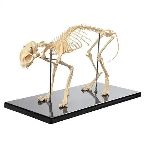 Hundeskelett Uigjiog Modell 1:1 für Anatomieunterricht und Labor