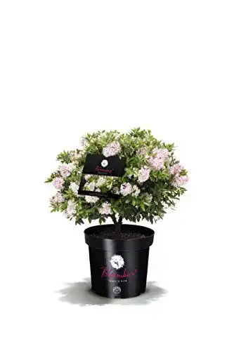 Rhododendron Bloombux von INKARHO im 2 Liter Pflanzcontainer