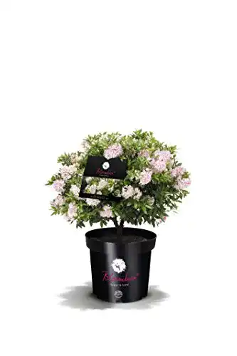 Rhododendron Bloombux von INKARHO im 2 Liter Pflanzcontainer