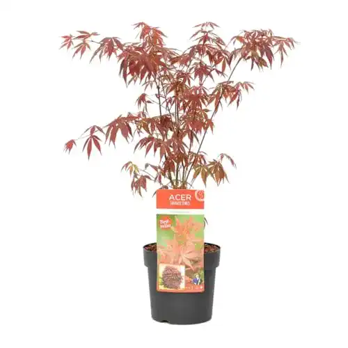 Ahorn-Pflanze Bloomique – Acer Palmatum Atropurpureum