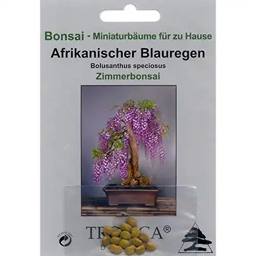 Bonsai Samen Tropica Afrikanischer Blauregen für Kletter-Bonsai Zucht