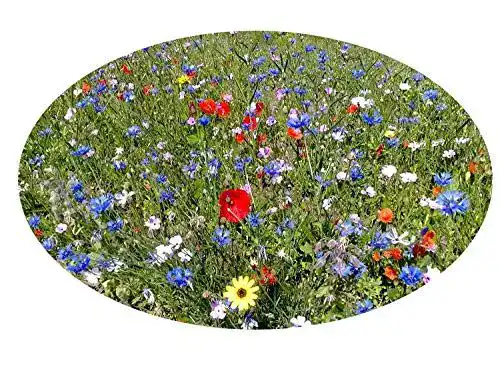 Blumenwiese Samen von Saatzucht Bardowick – 100g Wildblumen-Mischung
