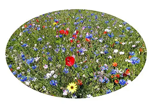 Blumenwiese Samen von Saatzucht Bardowick – 100g Wildblumen-Mischung