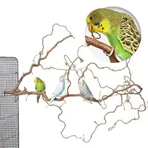 Wellensittich-Spielzeug Vogelgaleria Korkenzieherhasel mit Sitzstangen