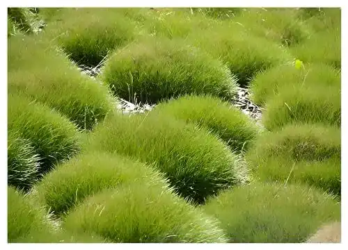 Ziergras Stauden Gänge 10 x Festuca gautieri Bärenfellgras