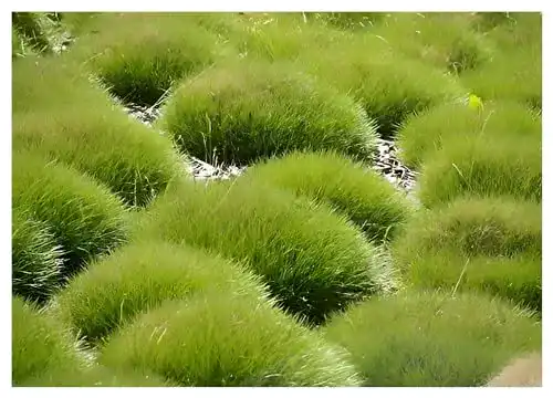 Ziergras Stauden Gänge 10 x Festuca gautieri Bärenfellgras
