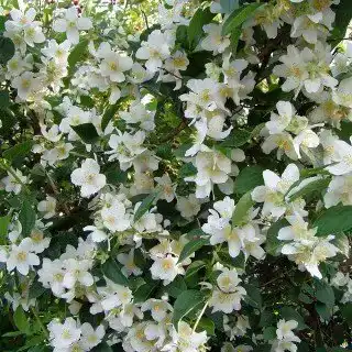 Jasminpflanze Plantapro Philadelphus coronarius Winterhart und pflegeleicht