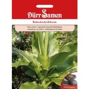 Bananensamen für mehrjährige Bananenbäume bis 200 cm