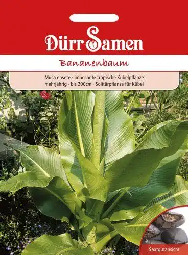 Bananensamen für mehrjährige Bananenbäume bis 200 cm
