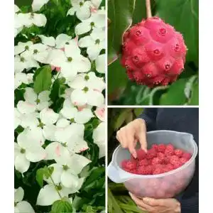 Blumen-Hartriegel von BALDUR Garten, Japanischer, 1 Pflanze