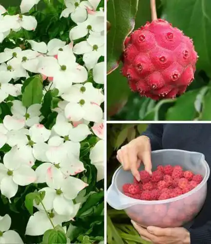 Blumen-Hartriegel von BALDUR Garten, Japanischer, 1 Pflanze