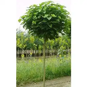 Böring Kugel-Trompetenbaum – Catalpa bignonioides